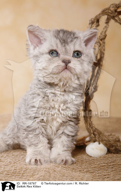 Selkirk Rex Kitten / RR-18787