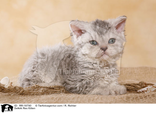 Selkirk Rex Ktzchen / Selkirk Rex Kitten / RR-18790