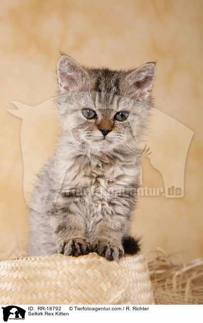 Selkirk Rex Kitten / RR-18792