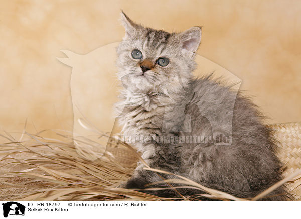 Selkirk Rex Kitten / RR-18797