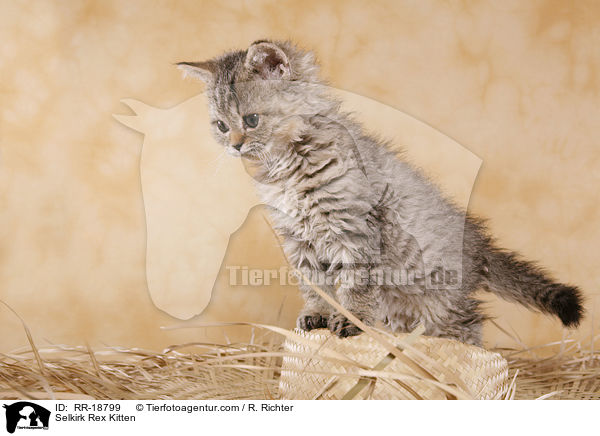 Selkirk Rex Kitten / RR-18799