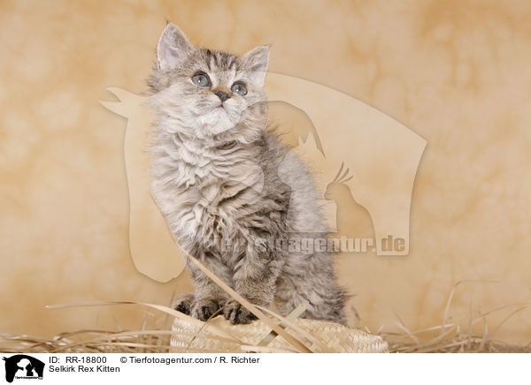 Selkirk Rex Kitten / RR-18800