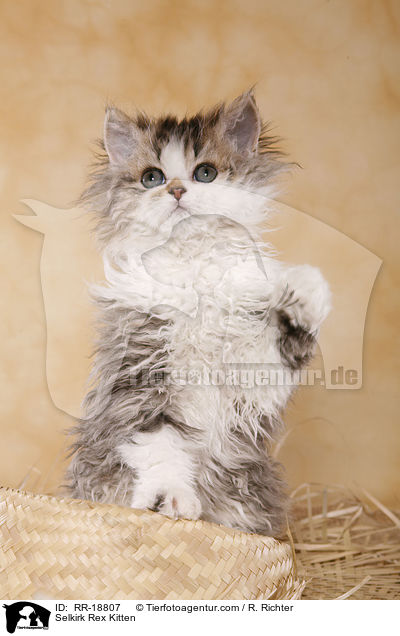 Selkirk Rex Ktzchen / Selkirk Rex Kitten / RR-18807