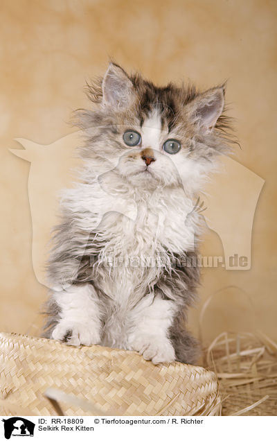Selkirk Rex Ktzchen / Selkirk Rex Kitten / RR-18809
