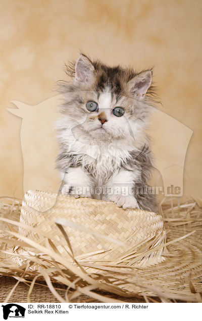 Selkirk Rex Ktzchen / Selkirk Rex Kitten / RR-18810