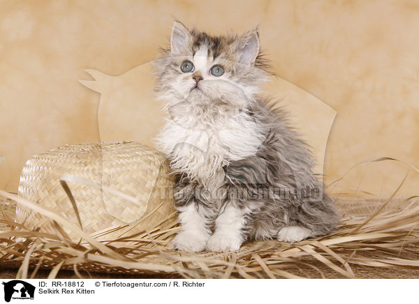 Selkirk Rex Ktzchen / Selkirk Rex Kitten / RR-18812