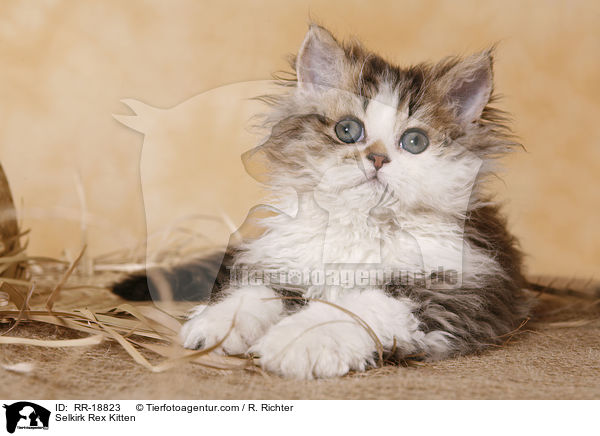 Selkirk Rex Ktzchen / Selkirk Rex Kitten / RR-18823