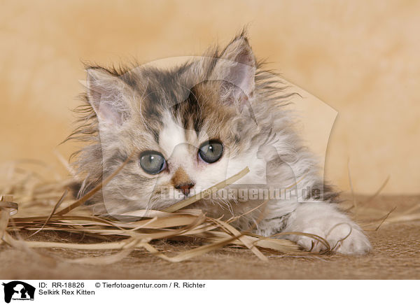 Selkirk Rex Kitten / RR-18826