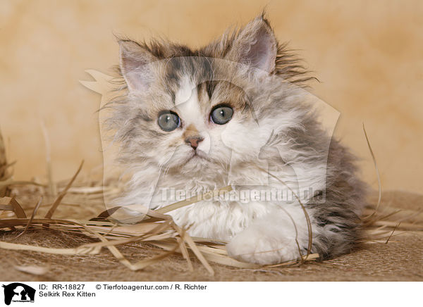 Selkirk Rex Kitten / RR-18827