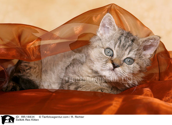 Selkirk Rex Kitten / RR-18834