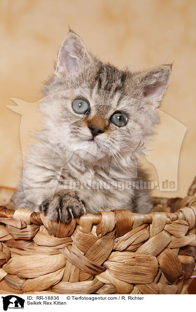 Selkirk Rex Kitten / RR-18836