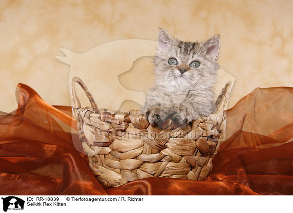 Selkirk Rex Kitten / RR-18839