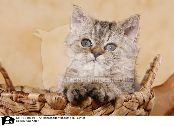 Selkirk Rex Kitten / RR-18840