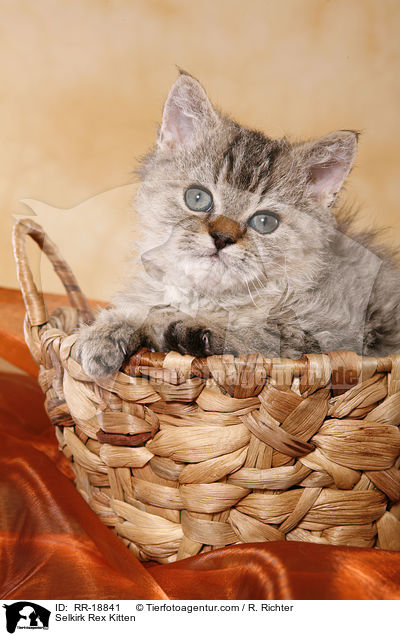 Selkirk Rex Kitten / RR-18841