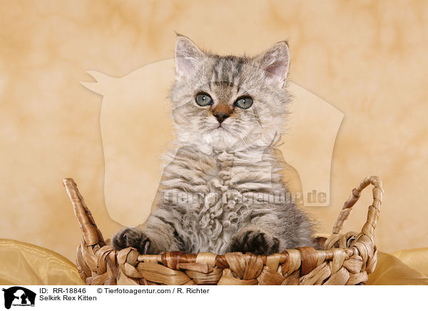 Selkirk Rex Kitten / RR-18846