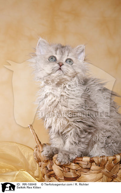 Selkirk Rex Kitten / RR-18848