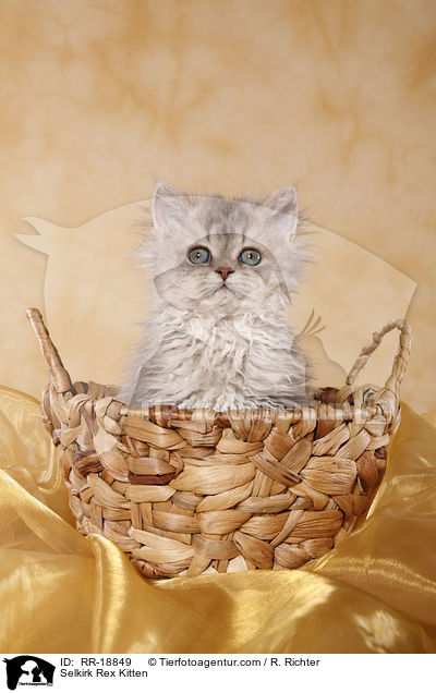 Selkirk Rex Kitten / RR-18849