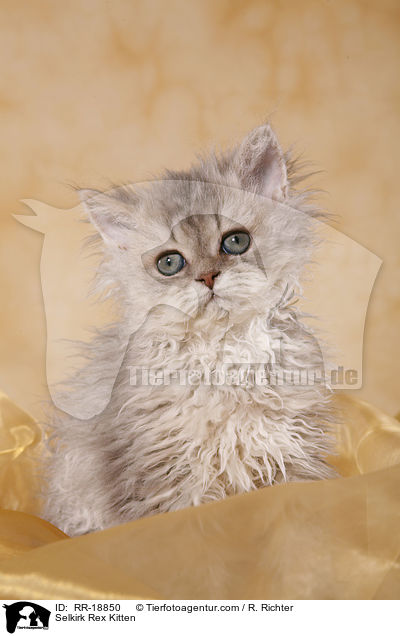 Selkirk Rex Kitten / RR-18850