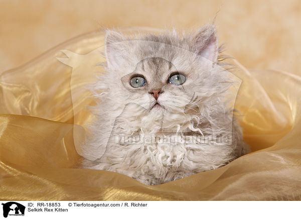Selkirk Rex Kitten / RR-18853