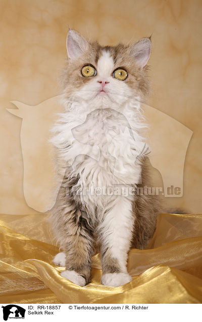 Selkirk Rex / Selkirk Rex / RR-18857