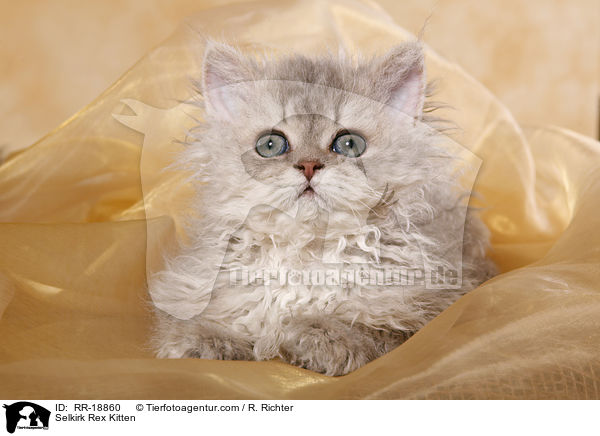 Selkirk Rex Ktzchen / Selkirk Rex Kitten / RR-18860