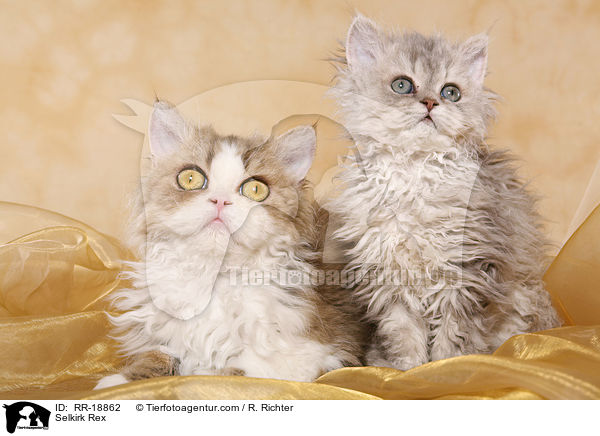 Selkirk Rex / RR-18862