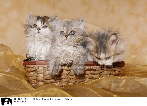 Selkirk Rex / RR-18864