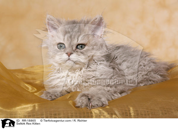 Selkirk Rex Kitten / RR-18865