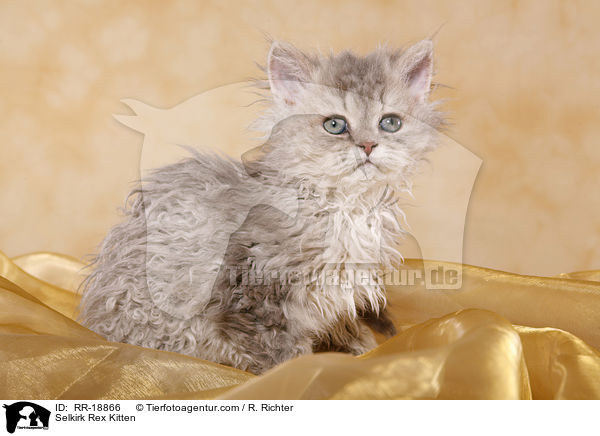 Selkirk Rex Kitten / RR-18866