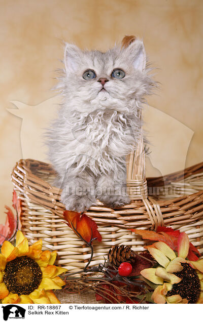 Selkirk Rex Kitten / RR-18867