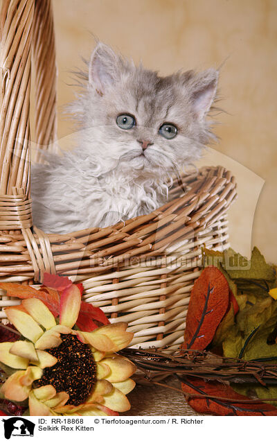 Selkirk Rex Kitten / RR-18868