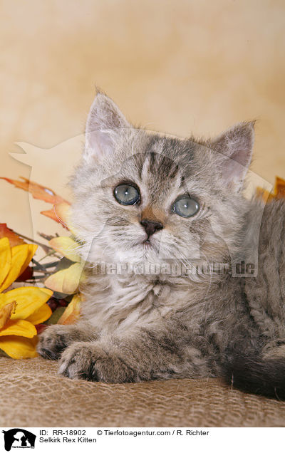 Selkirk Rex Kitten / RR-18902