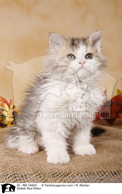 Selkirk Rex Kitten / RR-18905