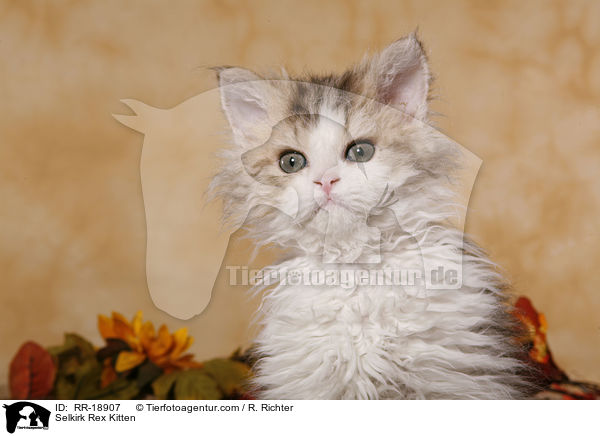 Selkirk Rex Kitten / RR-18907