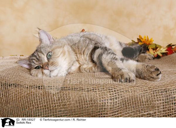 Selkirk Rex / Selkirk Rex / RR-18927