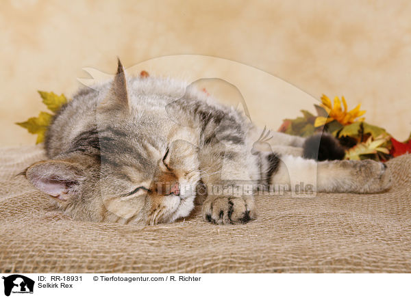 Selkirk Rex / Selkirk Rex / RR-18931
