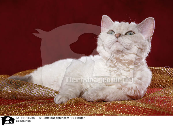 Selkirk Rex / RR-18956