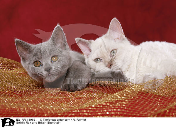 Selkirk Rex and British Shorthair / RR-18966
