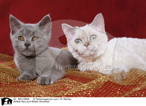 Selkirk Rex and British Shorthair / RR-18968
