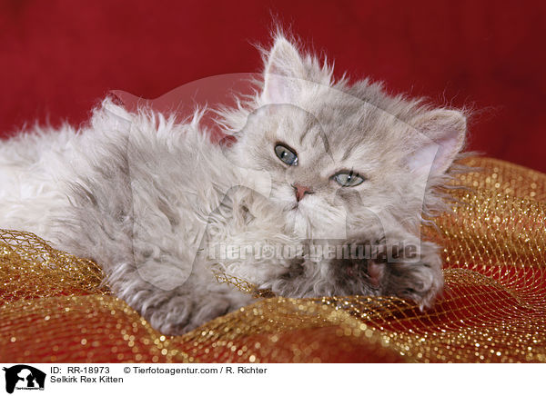Selkirk Rex Kitten / RR-18973