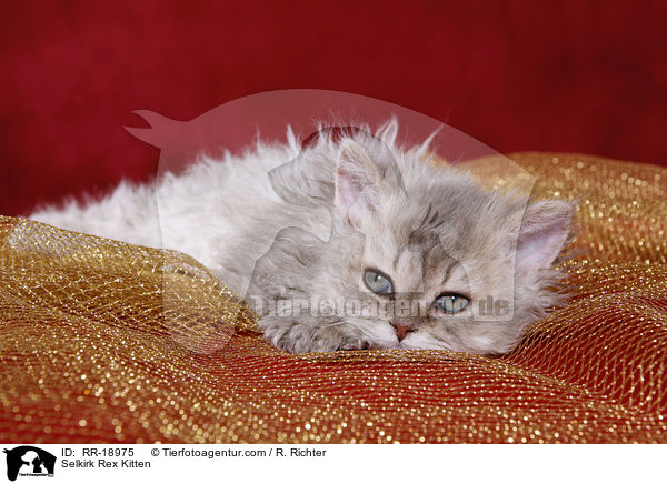 Selkirk Rex Kitten / RR-18975