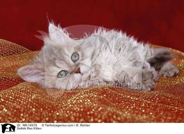 Selkirk Rex Kitten / RR-18979