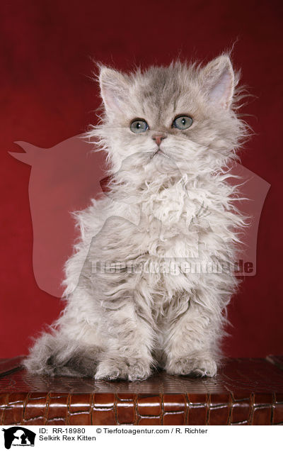Selkirk Rex Kitten / RR-18980