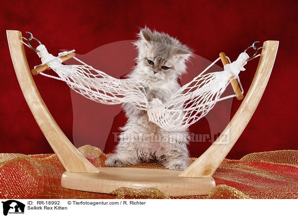 Selkirk Rex Ktzchen / Selkirk Rex Kitten / RR-18992