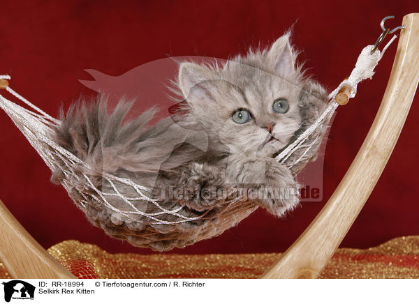 Selkirk Rex Ktzchen / Selkirk Rex Kitten / RR-18994
