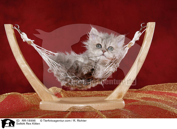 Selkirk Rex Ktzchen / Selkirk Rex Kitten / RR-18996