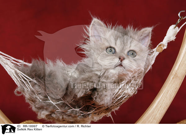 Selkirk Rex Ktzchen / Selkirk Rex Kitten / RR-18997