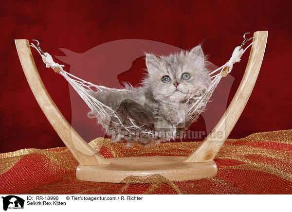 Selkirk Rex Ktzchen / Selkirk Rex Kitten / RR-18998