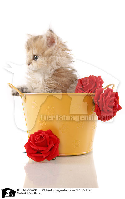 Selkirk Rex Ktzchen / Selkirk Rex Kitten / RR-29432