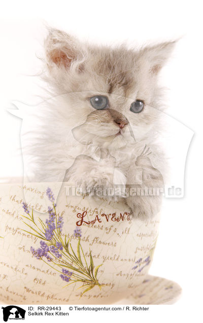 Selkirk Rex Ktzchen / Selkirk Rex Kitten / RR-29443
